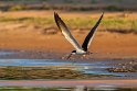 088 Noord Pantanal, amerikaanse schaarbek